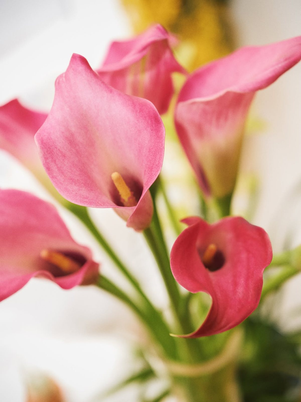 Arums roses