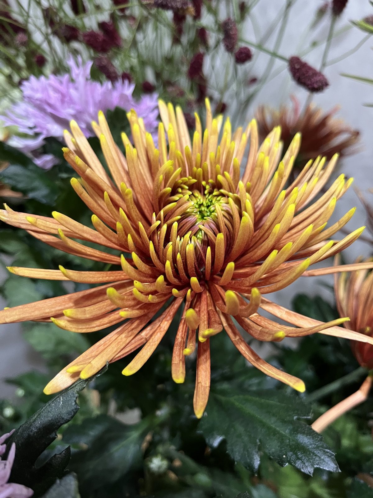 Chrysanthème araignée orange et mauve