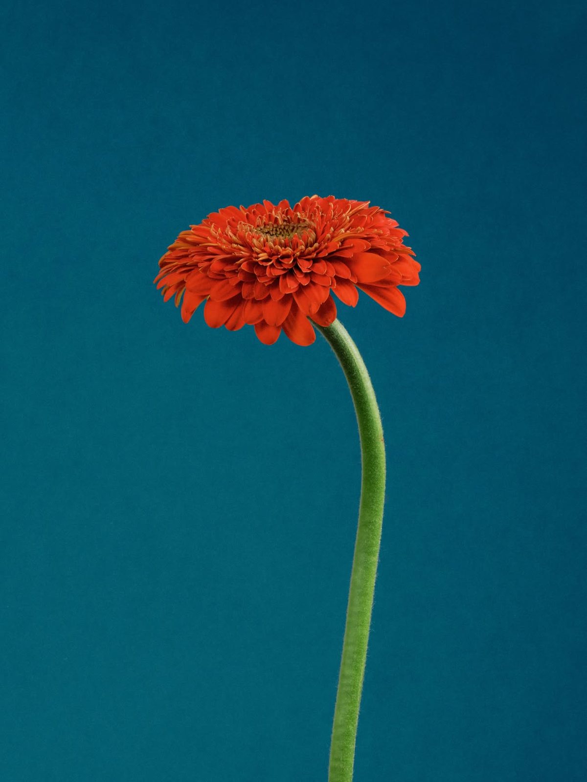 Gerbera orange sur fond bleu canard