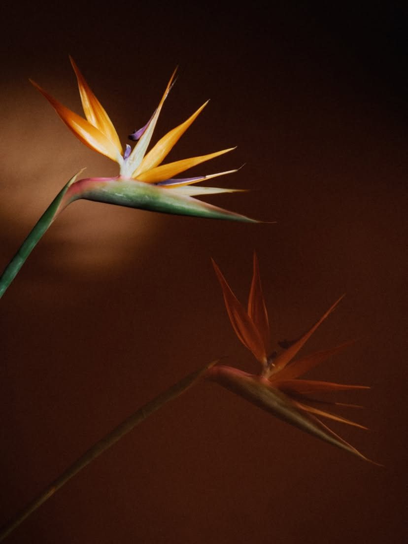 Oiseaux de paradis, fleur signature de la boutique