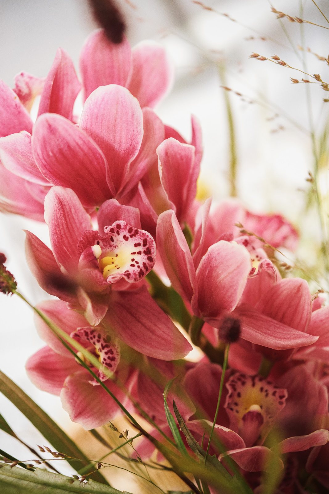 Orchidées cymbidium roses